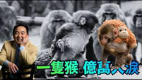 【涛哥神侃】一只被抛弃的猕猴Punch ⋯ 幼小 孤独 绝望 期待依存的眼神 博得上亿人的关注（02/21/26）「随时开始」