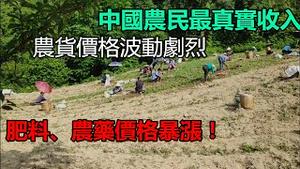 中国农民最真实收入，农货价格波动剧烈，丰收的季节都能亏本，钱都去了哪里？肥料、农药价格暴涨。 |中国物价