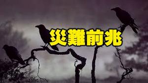 🔥🔥罕见异象❗多地鸟群纷纷撞树死亡❗灾难前兆❓