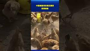 养鸡大爆发失控？中国产能激增引发蛋价崩跌，市场悲鸣！