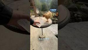 累死累活逃不出规则 #鸡 #打工人