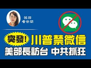 【第102期】突发！川普发布行政令，将在45天内禁止微信！美国卫生部长下周访台，这是自1979年以来，美国最高级别官员访台，让中共抓狂。| 薇羽看世间 20200807