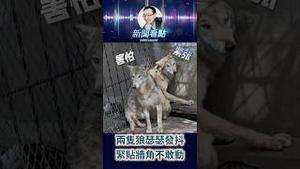 狼都学会低头了，人类呢？