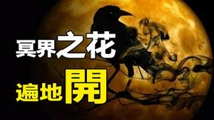 🔥🔥死亡之鸟大量死亡 冥界之花遍地开放❗末日征兆❓ ❗