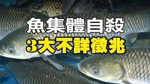 🔥🔥水井喷水❗鱼集体自杀❗多地竹子同一时间开花❗今年又是大灾之年...