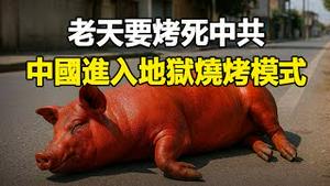 🔥🔥老天要烤死中共❗虾在水里游著熟了❗玉米在地里长著成爆米花了❗鸡蛋在家里放著成小鸡❗猪躺在马路上熟了...