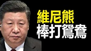 🔥🔥揭秘：鳄鱼和赖蛤蟆的不伦之恋，维尼熊棒打鸳鸯❗❗