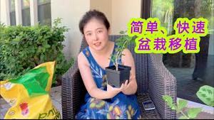 【猫神秀生活】简单、快速盆栽移植换盆，植物才会蹭蹭往上长，