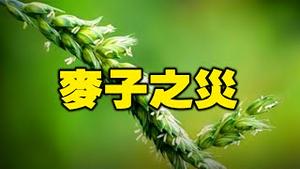 🔥🔥轰动了❗麦子开花❓ 此劫难逃❗