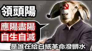 毫无准备的放开大面积的“阳”是谁在故意放任？又是谁那么著急在给白纸革命泼脏水？《建民论推墙1863》