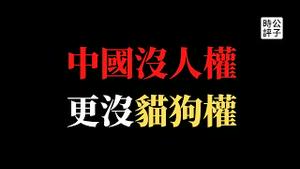 【公子时评】中国防疫捕杀家庭宠物，丑陋形象又上外国媒体头条！政府敢做不敢当，删帖禁言还不许说？在中国人权都没有，哪来的狗权猫权！