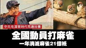 【毛泽东时代的荒唐故事】全国动员打麻雀，一年消灭麻雀21亿只。2025.05.02NO2679#除四害#打麻雀