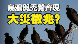 🔥🔥乌鸦与秃鹫齐现：大灾征兆❓这个地方正在为即将到来的致命灾难做好准备❗三大灵媒的预测正在应验❓